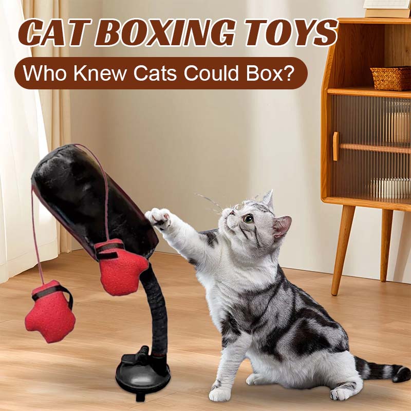 Giocattoli da boxe per gatti
