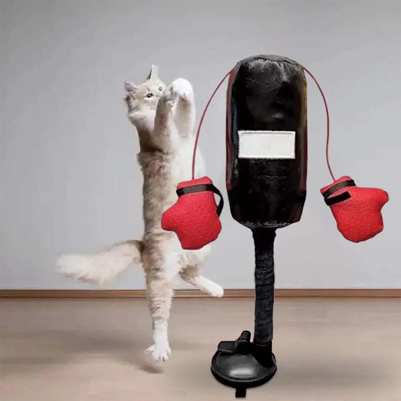 Giocattoli da boxe per gatti